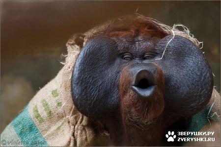 ��������� ��������