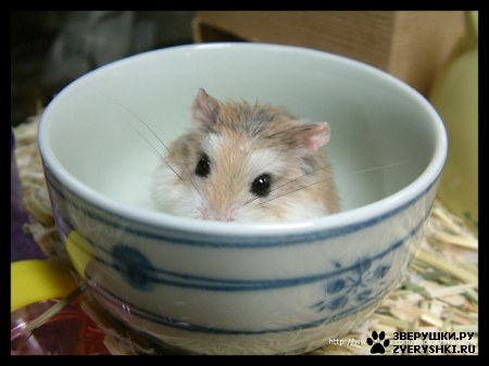 ��������� ��������