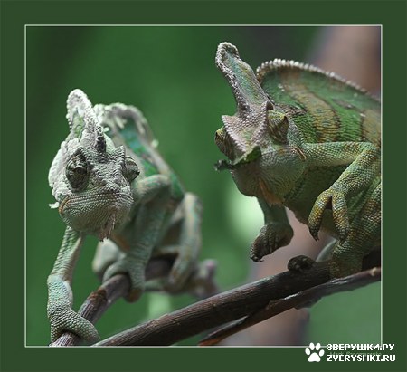 ��������� ��������