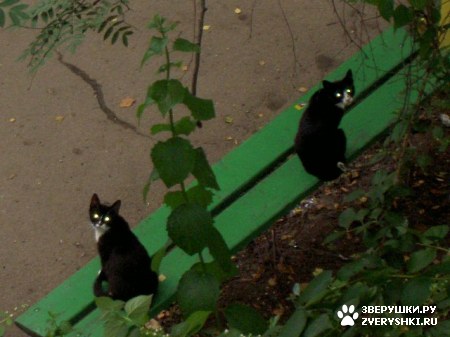 ��������� ��������