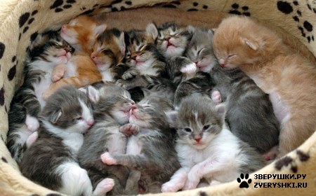 ��������� ��������