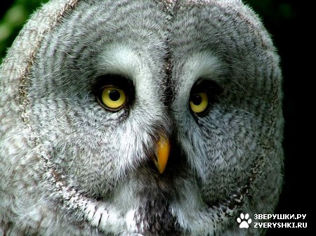 ��������� ��������