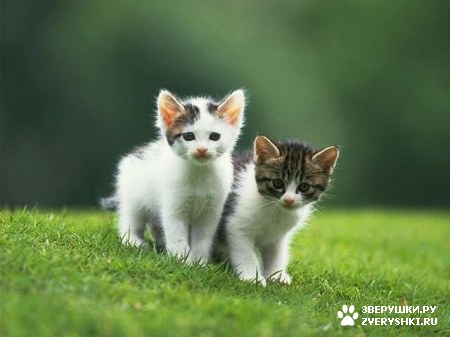 ��������� ��������