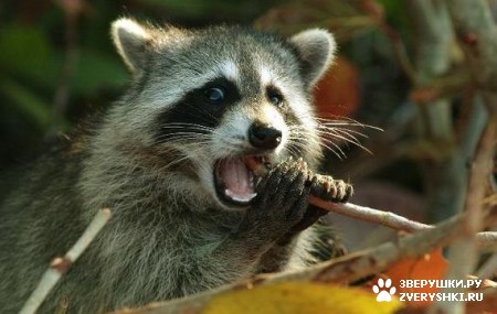 ��������� ��������