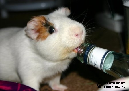 ��������� ��������