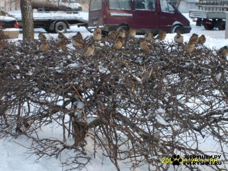 ��������� ��������