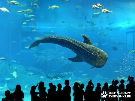 ��������� ��������