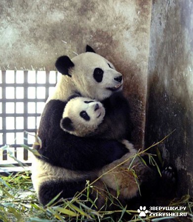 ��������� ��������