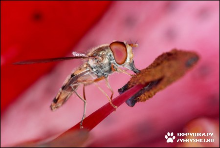 ��������� ��������