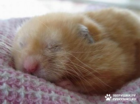 ��������� ��������