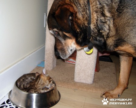 ��������� ��������