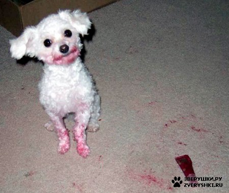 ��������� ��������