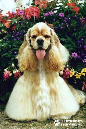 ��������� ��������