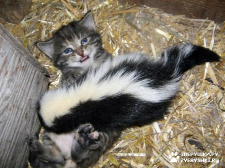 ��������� ��������