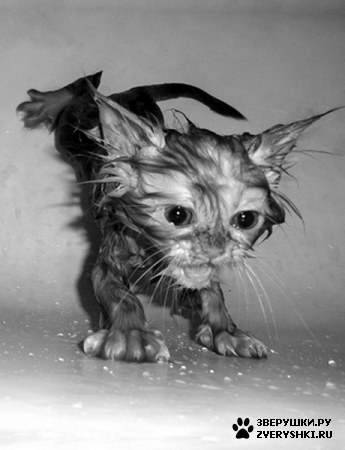 ��������� ��������