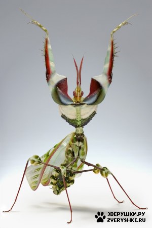 ��������� ��������