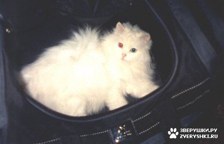 ��������� ��������