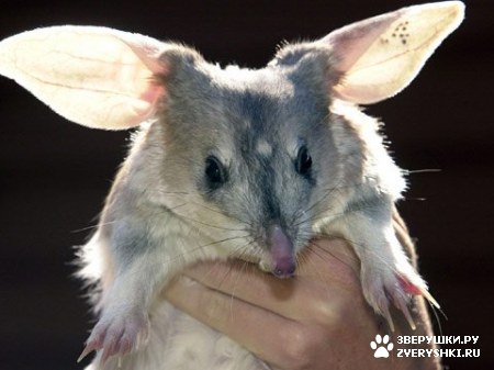 ��������� ��������