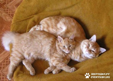 ��������� ��������