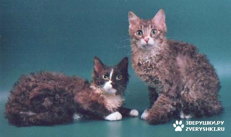 ��������� ��������