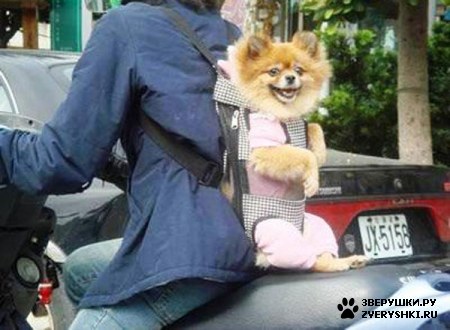 ��������� ��������