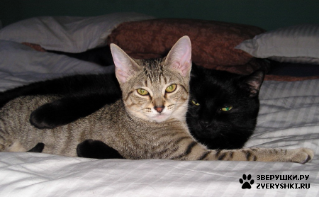 ��������� ��������