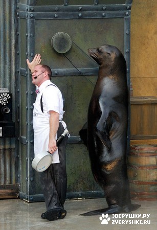 ��������� ��������