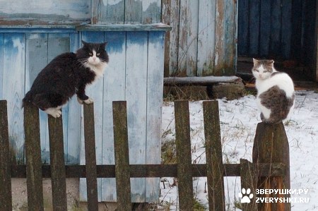 ��������� ��������