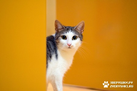 ��������� ��������