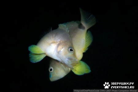 ��������� ��������