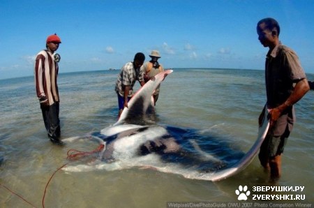 ��������� ��������