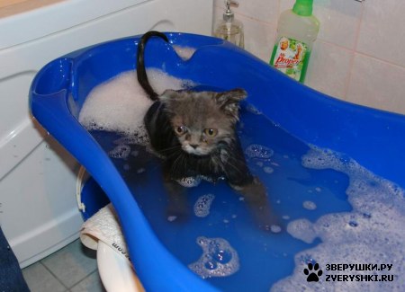 ��������� ��������