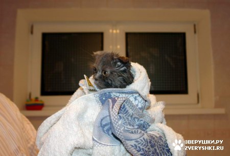 ��������� ��������