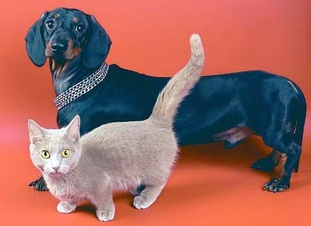 ��������� ��������