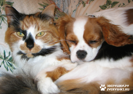 ��������� ��������