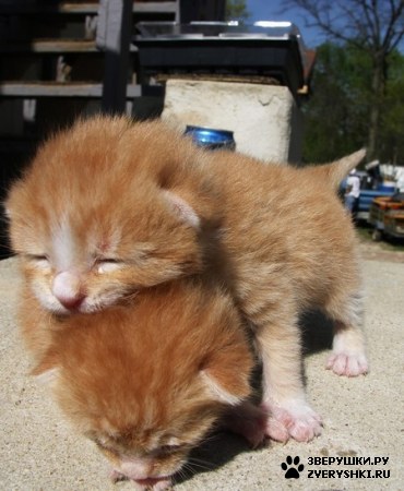 ��������� ��������