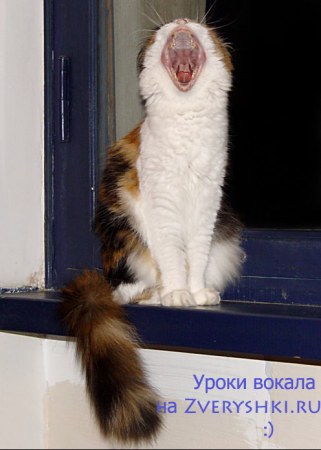 ��������� ��������