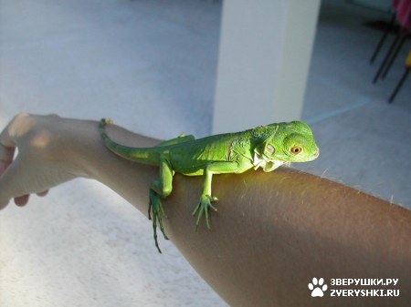 ��������� ��������