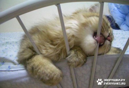 ��������� ��������