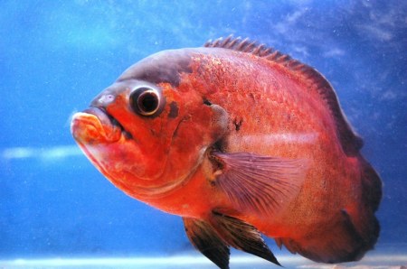 ��������� ��������