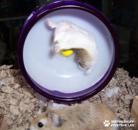 ��������� ��������