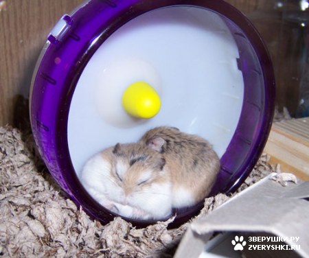 ��������� ��������