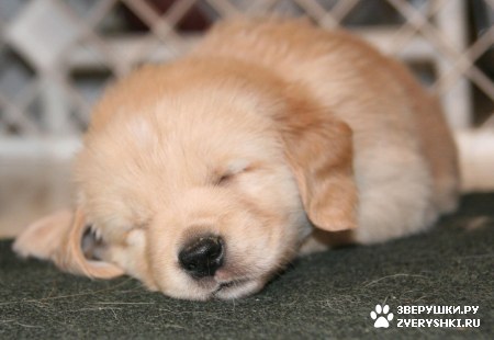 ��������� ��������