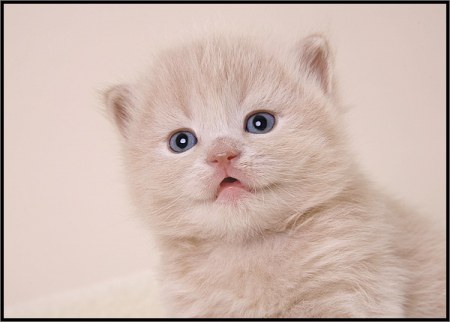 ��������� ��������