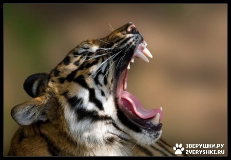 ��������� ��������