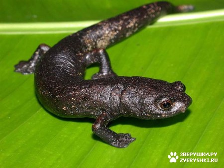 ��������� ��������