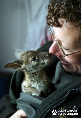 ��������� ��������