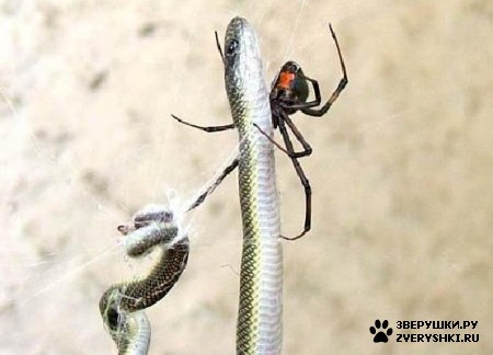 ��������� ��������