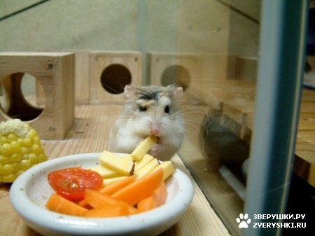 ��������� ��������