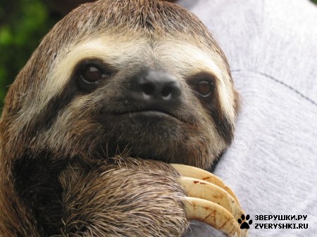 ��������� ��������